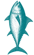 A teal, stylized graphic of a fish with an illustrated face and fins, rendered like a vintage sketch.