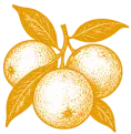 A cluster of three oranges with orange blossoms and several green leaves in a bright, decorative style.