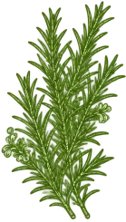 A bunch of bright green leafy fronds, like a small palm or fern plant, fills the image.